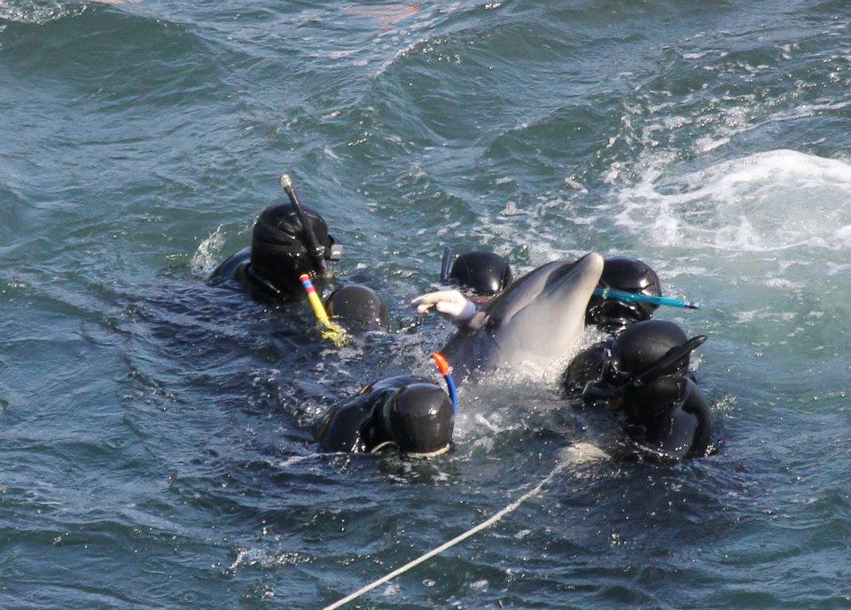 Horreur des dauphins capturés