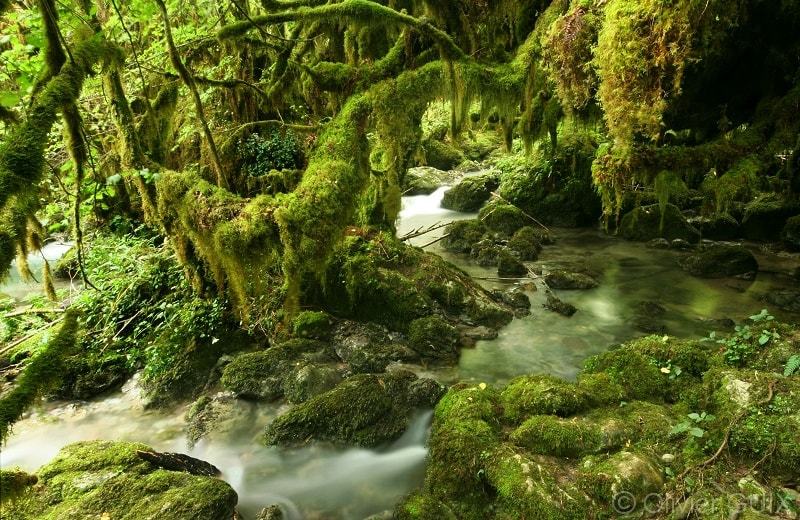 La petite forêt Amazonienne en France - les plus beaux paysages du monde observables en France