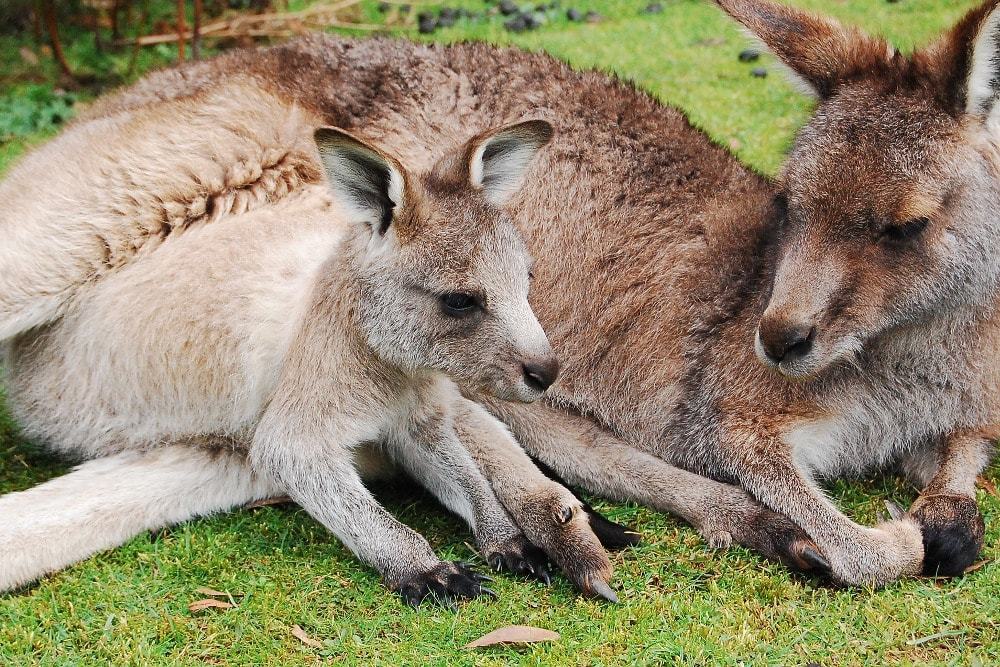 Faire du bénévolat avec des kangourous