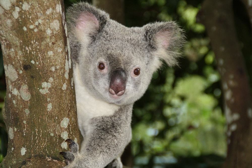 Rencontrer des koalas