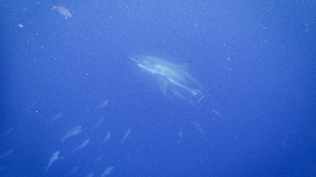 Plonger avec grand requin blanc une rencontre inoubliable