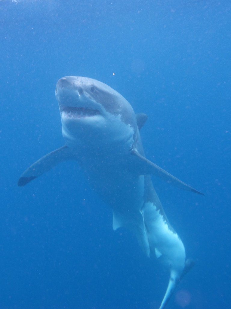 rencontre avec le grand requin blanc