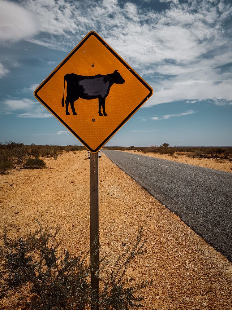 Panneaux d'Australie les vaches