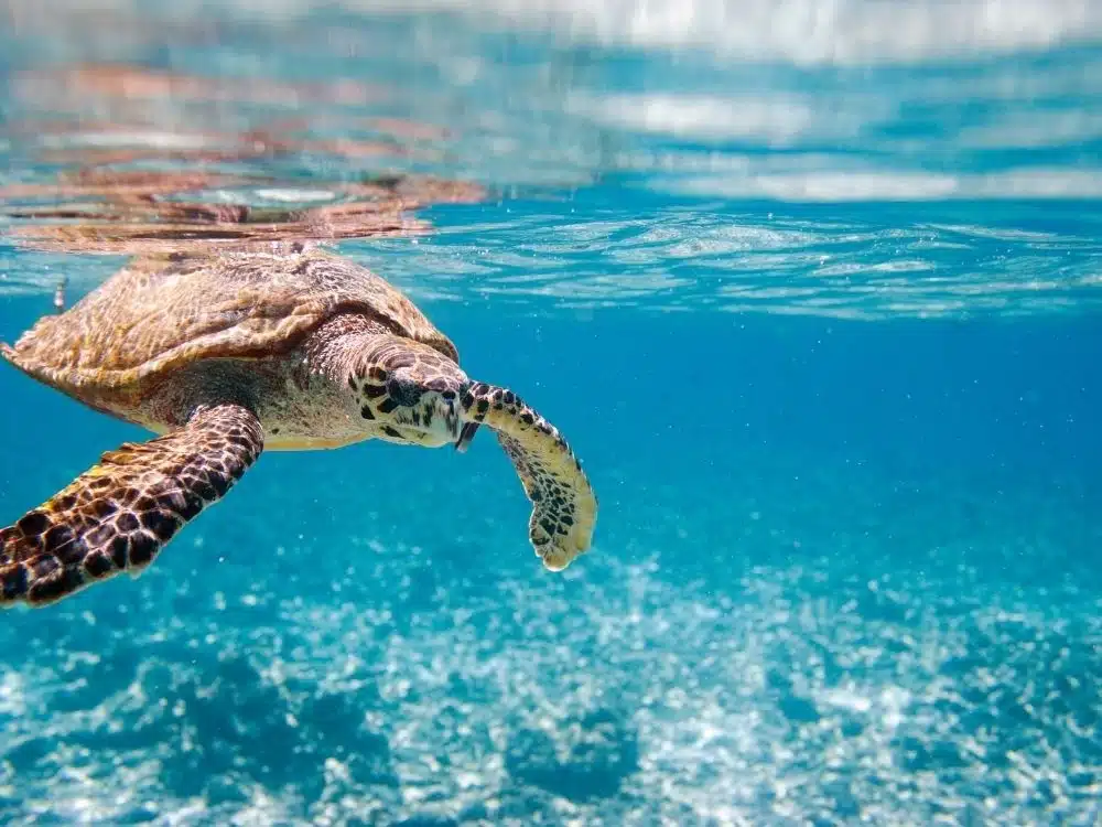 Pourquoi les Seychelles sont un rêve - nager avec les tortues